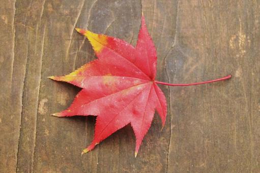 赤いもみじの葉 秋,落ち葉,屋外の写真素材