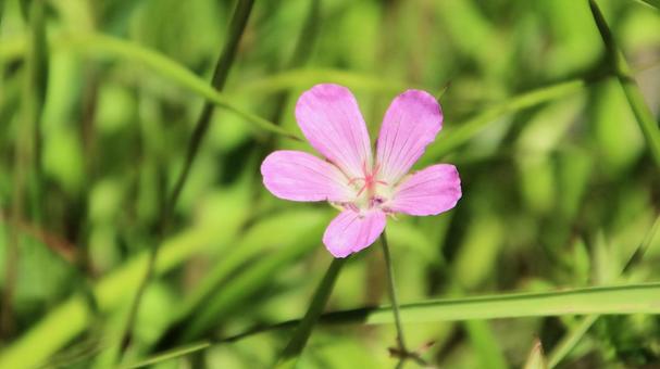 白馬五竜高山植物園 ハクサンフウロ 白馬五竜高山植物園 ハクサンフウロ ハクサンフウロ,花,フウロソウの写真素材