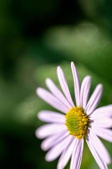 ノコンギクの写真