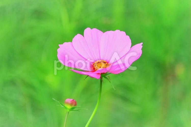美しいピンクのコスモス 植物,花,コスモスの写真素材