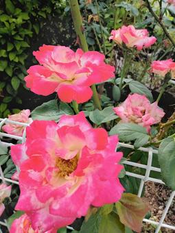 5株のグラデーションピンクの薔薇 5株のグラデーションピンクの薔薇 ピンク,赤,薔薇の写真素材