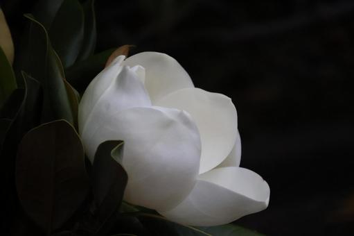 白い花びらのタイサンボクの大きな花 白い花びらのタイサンボクの大きな花の写真