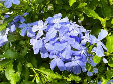 ルリマツリ ルリマツリ,花,青の写真素材