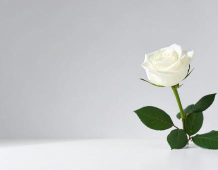 白いバラの花 白いバラの花の写真