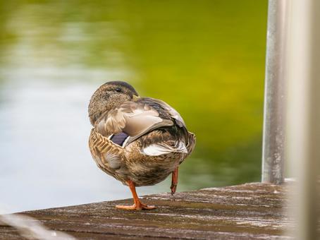 水辺のマガモ 水辺のマガモ マガモ,カモ,鴨の写真素材