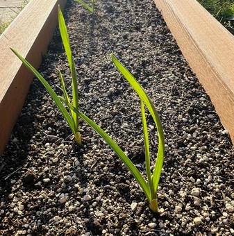 にんにくの芽 にんにく,ニンニク,芽の写真素材