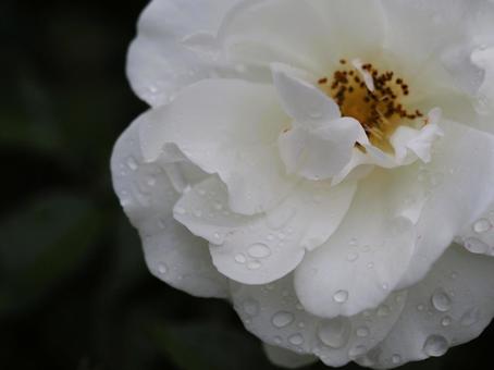 雨に濡れた白いバラ　アイスバーグ⑪ バラ,薔薇,花の写真素材