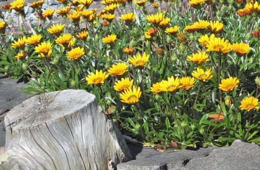 切り株とガザニアの花 切り株,ガザニア,黄色い花の写真素材