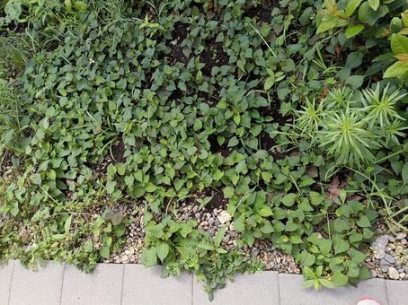 庭で増えたドクダミの葉 庭で増えたドクダミの葉の写真