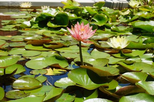 Water Lily, JPG Water Lily, JPG