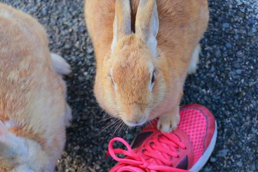 A rabbit stepping on a shoe, JPG