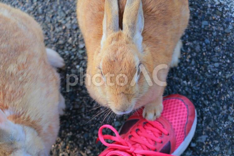 靴を踏んでくるウサギ ウサギ,踏む,ふむの写真素材