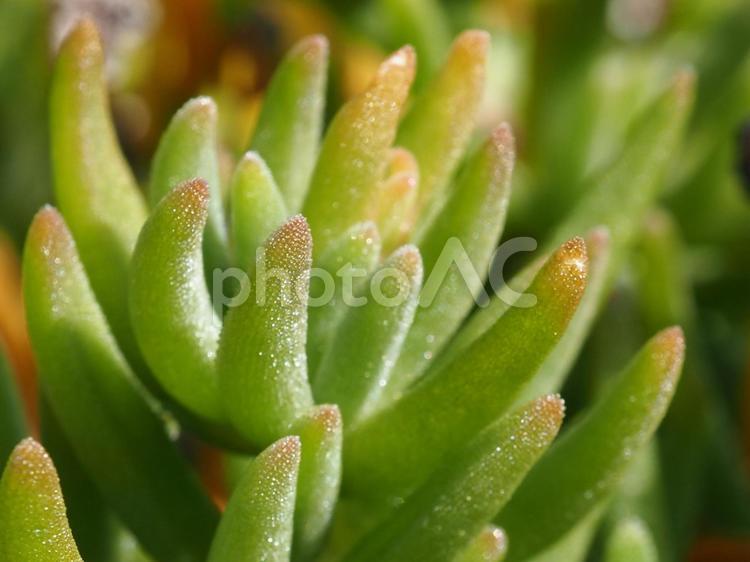 イキイキしている多肉植物 多肉植物,イキイキ,かわいいの写真素材