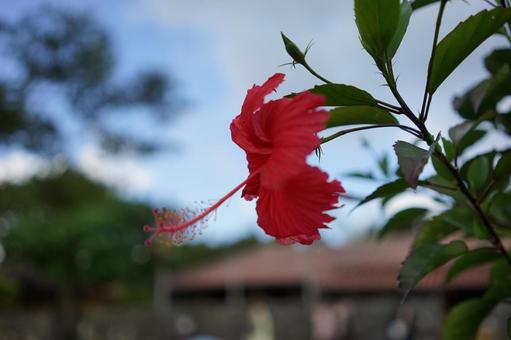 赤のハイビスカス 赤のハイビスカス ハイビスカス,花,赤の写真素材