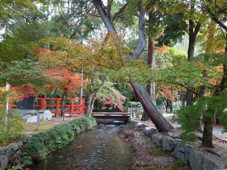 上賀茂神社 小川 上賀茂神社 小川 小川,京都,紅葉の写真素材