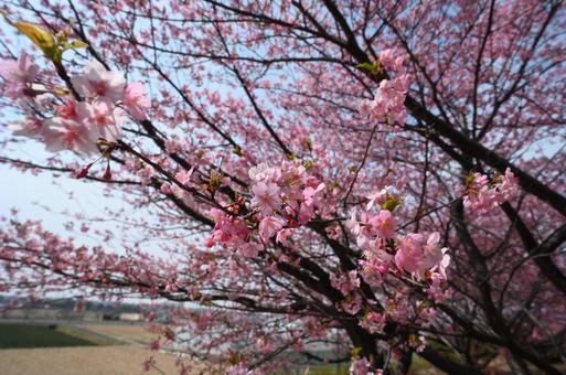 河津桜 河津桜の写真