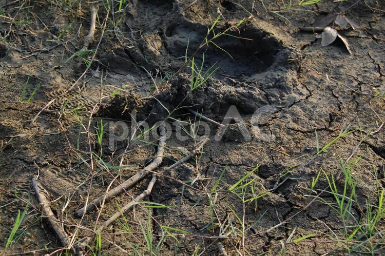 まちなかの自然 背景,フレーム,草の写真素材