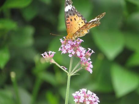 Photo, tsunaglo hiyomon, python butterfly, white-tailed butterfly, 