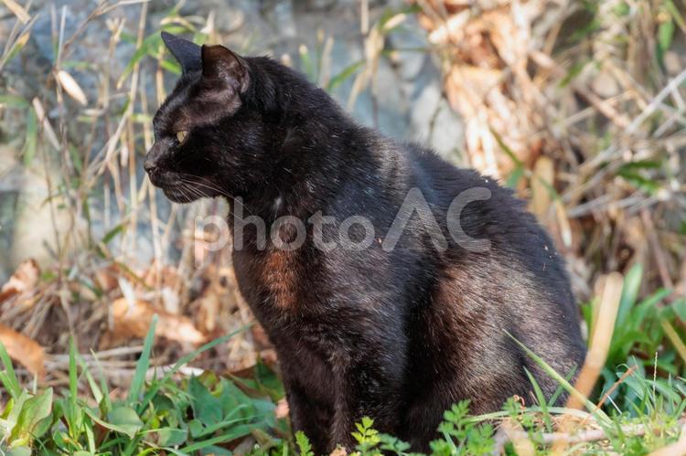 公園で日向ぼっこの黒猫 猫,ネコ,黒猫の写真素材