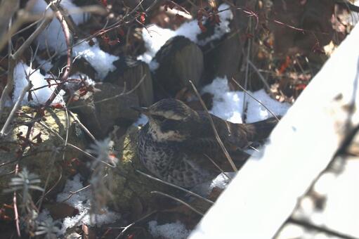 お庭に来た野鳥さん2 お庭に来た野鳥さん2の写真