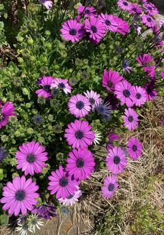 Osteospermum, JPG Osteospermum, JPG