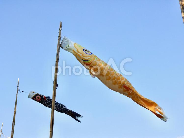 鯉のぼり 鯉のぼり,5月,こどもの日の写真素材