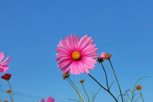 コスモス　青空　ピンク色の花 花,コスモス,秋桜の写真素材