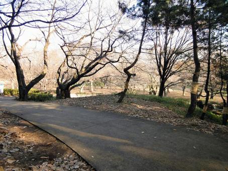 秋の砧公園の遊歩道 秋の砧公園の遊歩道の写真