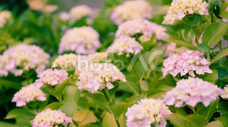 赤や青や紫や白のたくさんの紫陽花 紫陽花,緑,花の写真素材