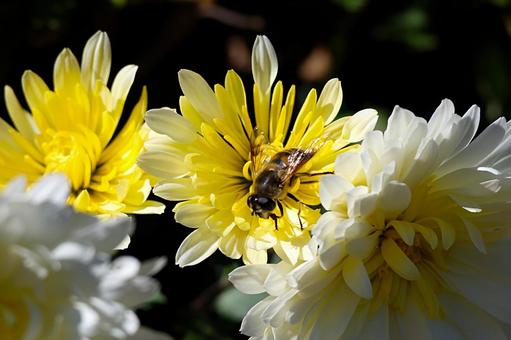 菊の花とアブ 菊,花,黄色の写真素材