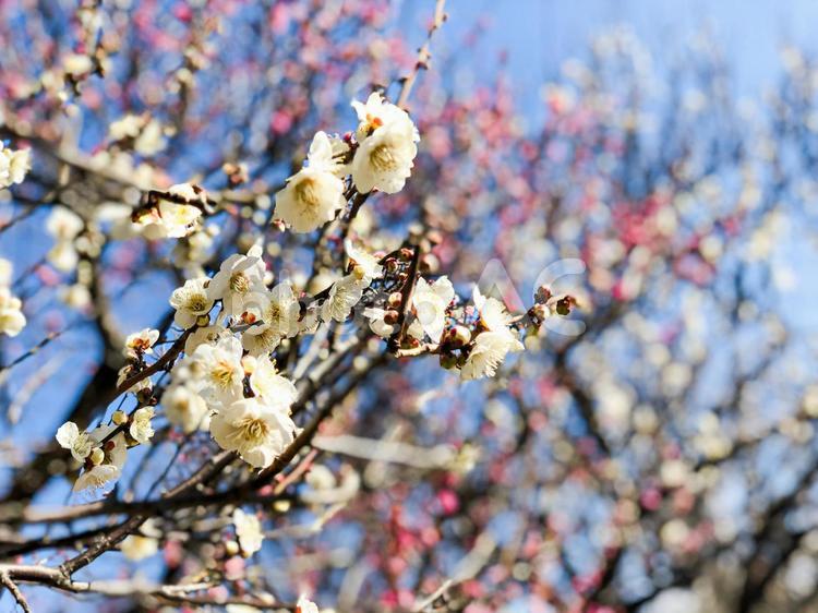 梅林の白い梅の花 日本,梅林,うめの写真素材