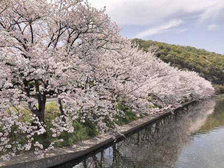 【桜の写真】桜が咲く風景 【桜の写真】桜が咲く風景の写真