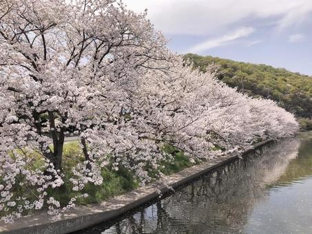 【桜の写真】桜が咲く風景 桜,さくら,サクラの写真素材