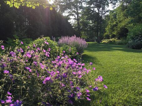 Summer herb garden, outdoors, vivid, the season, JPG