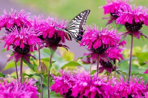 Photo, bergamot, flower, plant, 