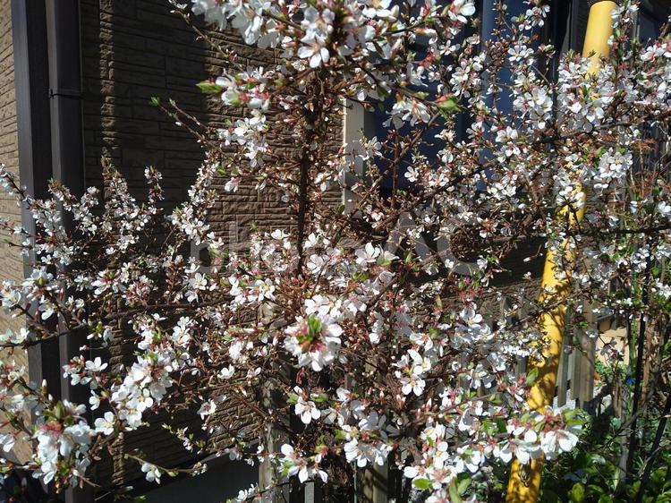 山桜桃(ユスラウメ) 草,植物,春の写真素材