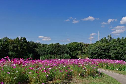 コスモス満開 コスモス,秋桜,満開の写真素材