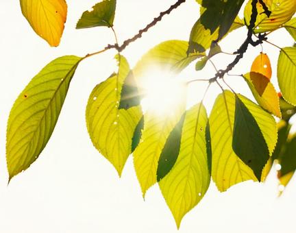 色づく木の葉①の写真