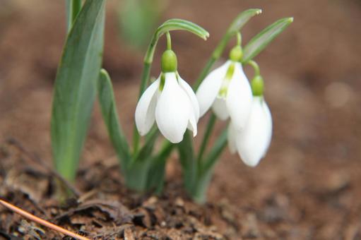 Photo, snow drop, flour, fishing bell type, 