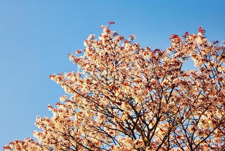 世界遺産の吉野山の桜 桜,吉野山,春の写真素材