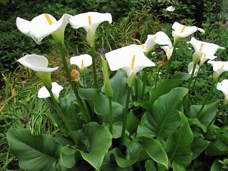 カラー　マクロ カラー,ろうと状,仏炎苞の写真素材