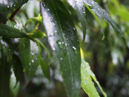雨に濡れた葉 雨に濡れた葉の写真