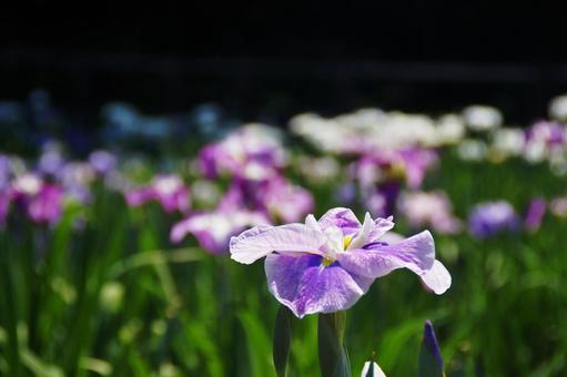 花しょうぶの写真