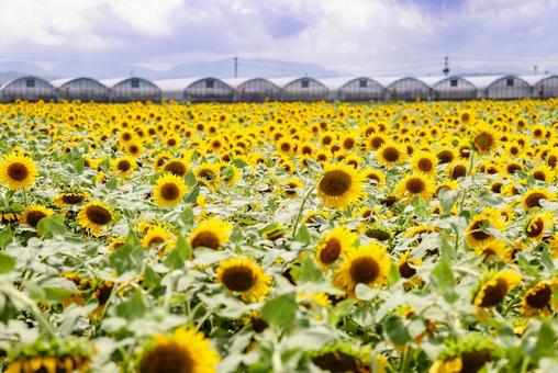 諫早中央干拓のヒマワリ畑 諫早中央干拓のヒマワリ畑の写真