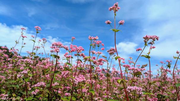 ピンク色の花 ピンク色の花 風景,景色,晴れの写真素材