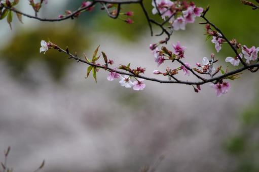 桜の枝と桜の背景 桜の枝と桜の背景の写真
