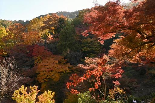 紅葉 紅葉 紅葉,秋,木の写真素材