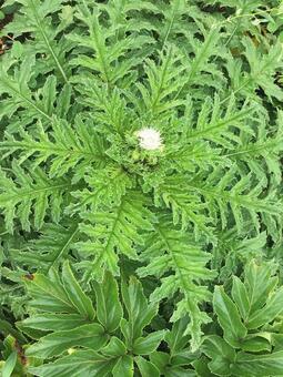 南国の植物 南国の植物の写真