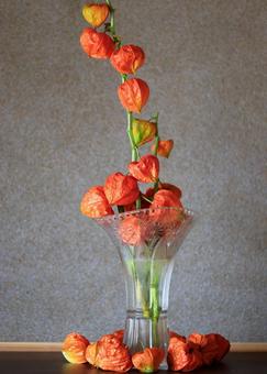ホオズキ ホオズキ ホオズキ,鬼灯,花の写真素材