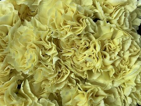 花(カーネーション) 花(カーネーション) 花,アップ,植物の写真素材
